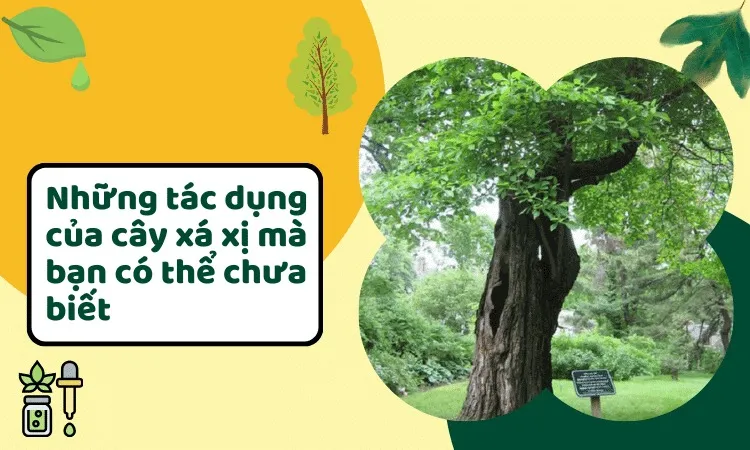 Tìm hiểu chung về cây xá xị và lợi ích sức khỏe